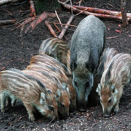 Het Wellnest 4* Hulshorst