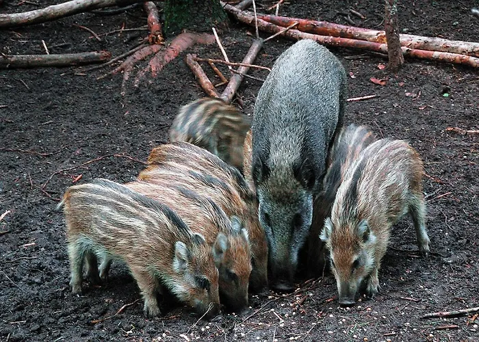 Het Wellnest 4* Hulshorst